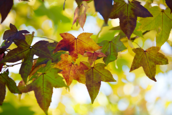 September leaves